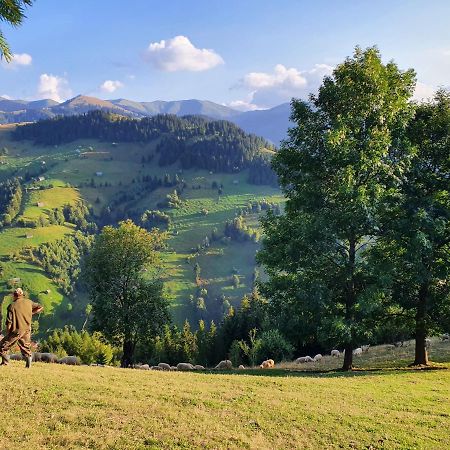 Alegria - Moieciu De Sus Otel Moeciu De Sus Dış mekan fotoğraf